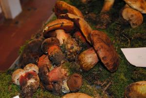 Ob gobarski evforiji je bila tudi razstava bogata 6